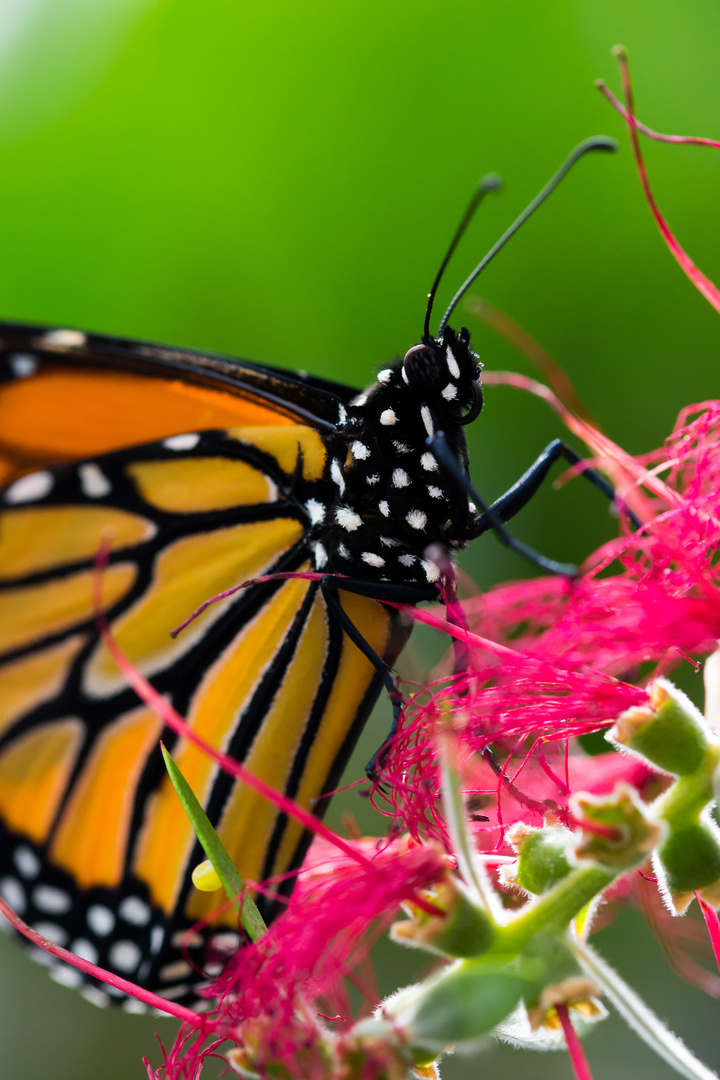 und noch ein Schmetterling