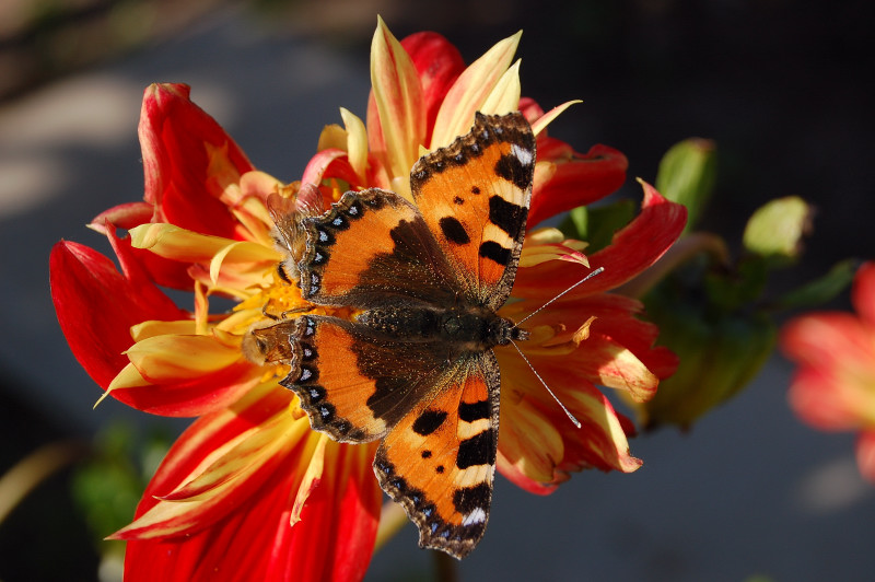 Und noch ein Schmetterling...