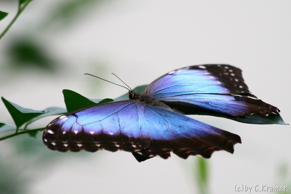 ...und noch ein Schmetterling