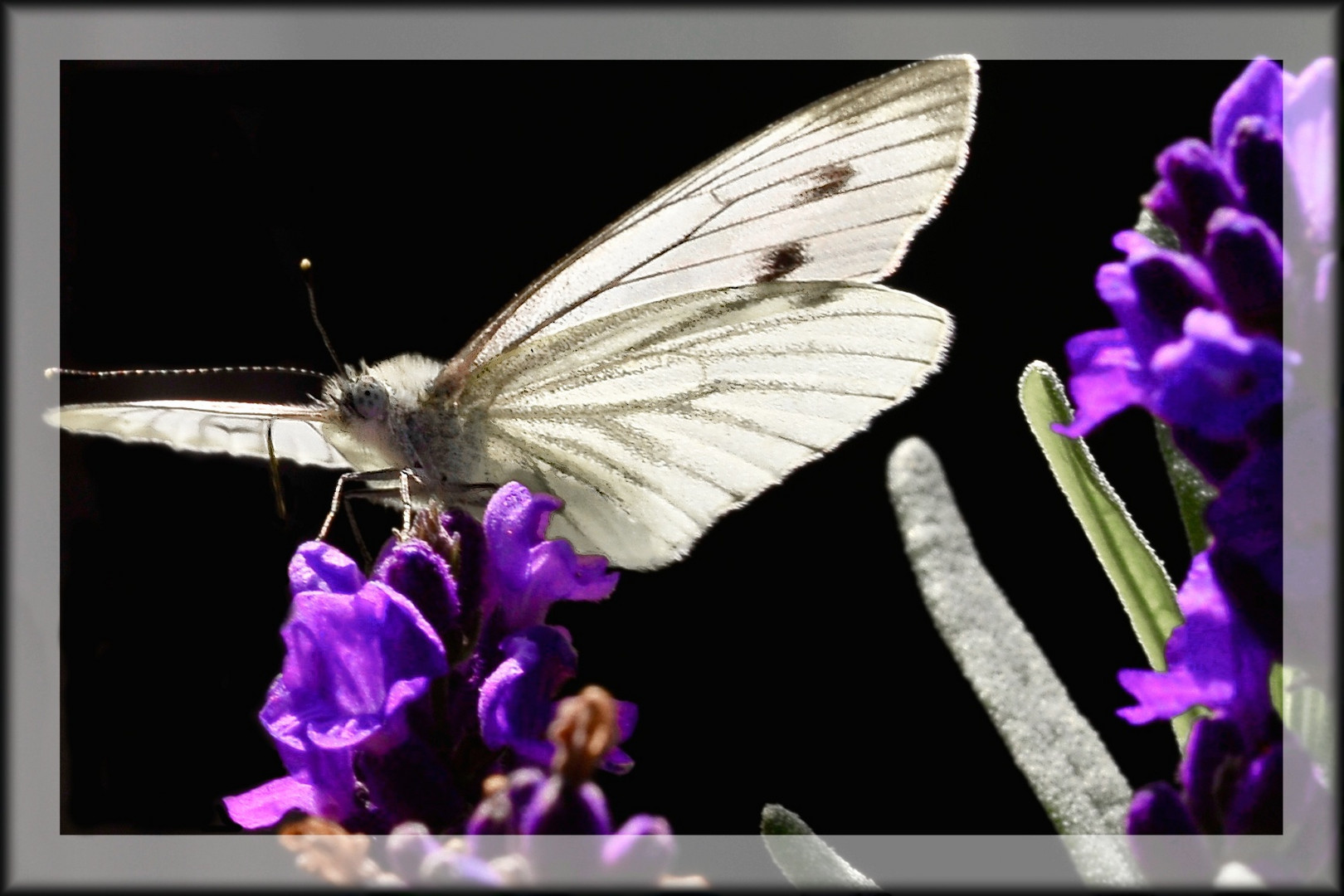 UND NOCH EIN SCHMETTERLING