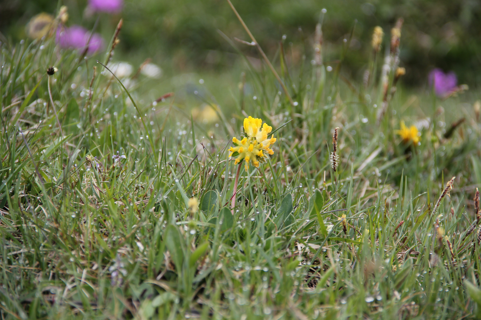 und noch ein schönes Blümchen