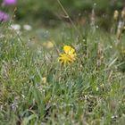 und noch ein schönes Blümchen