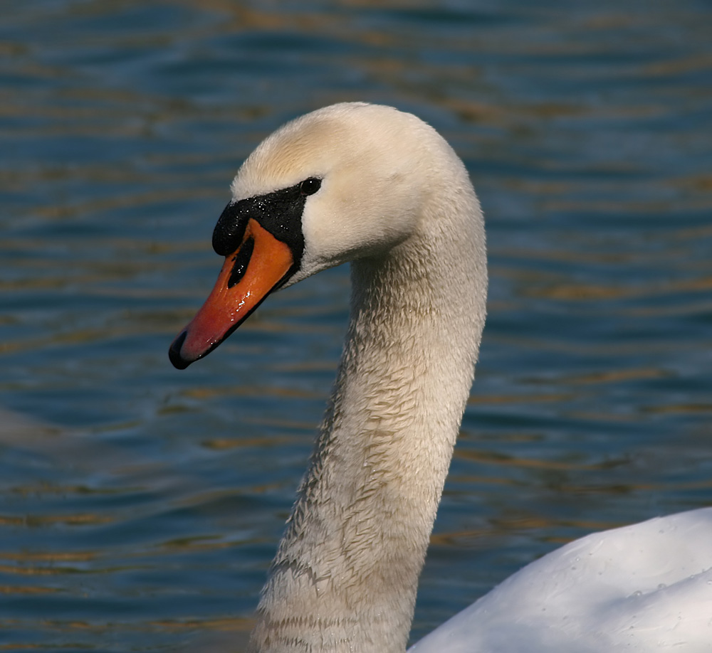 Und noch ein Schwan