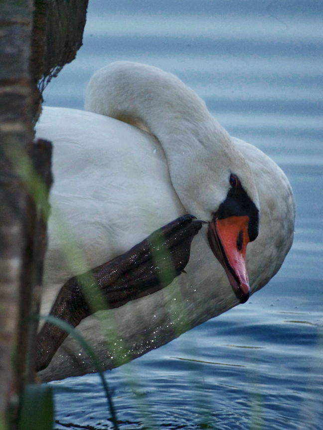 Und noch ein Schwan