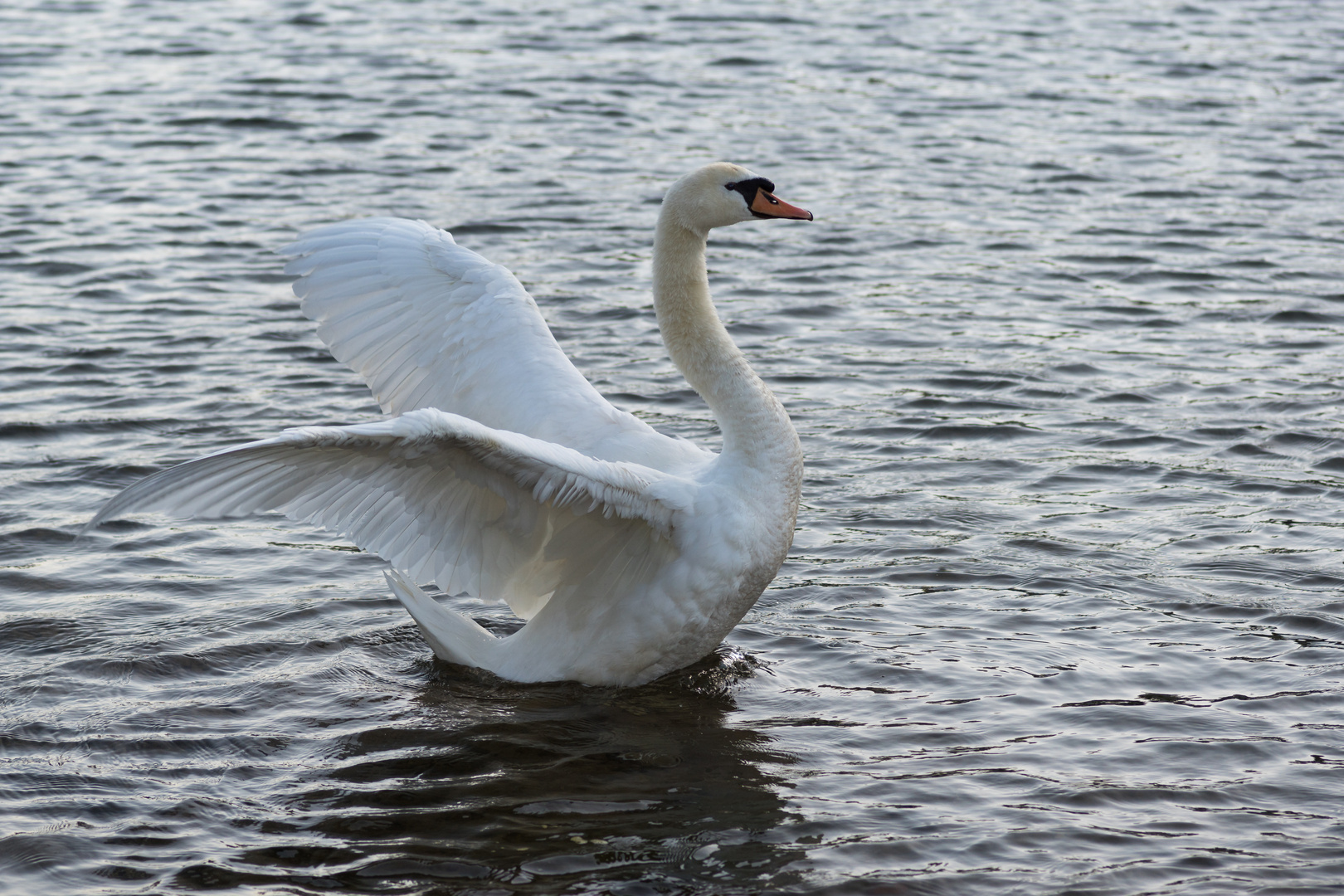 Und noch ein Schwan