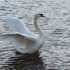 Und noch ein Schwan