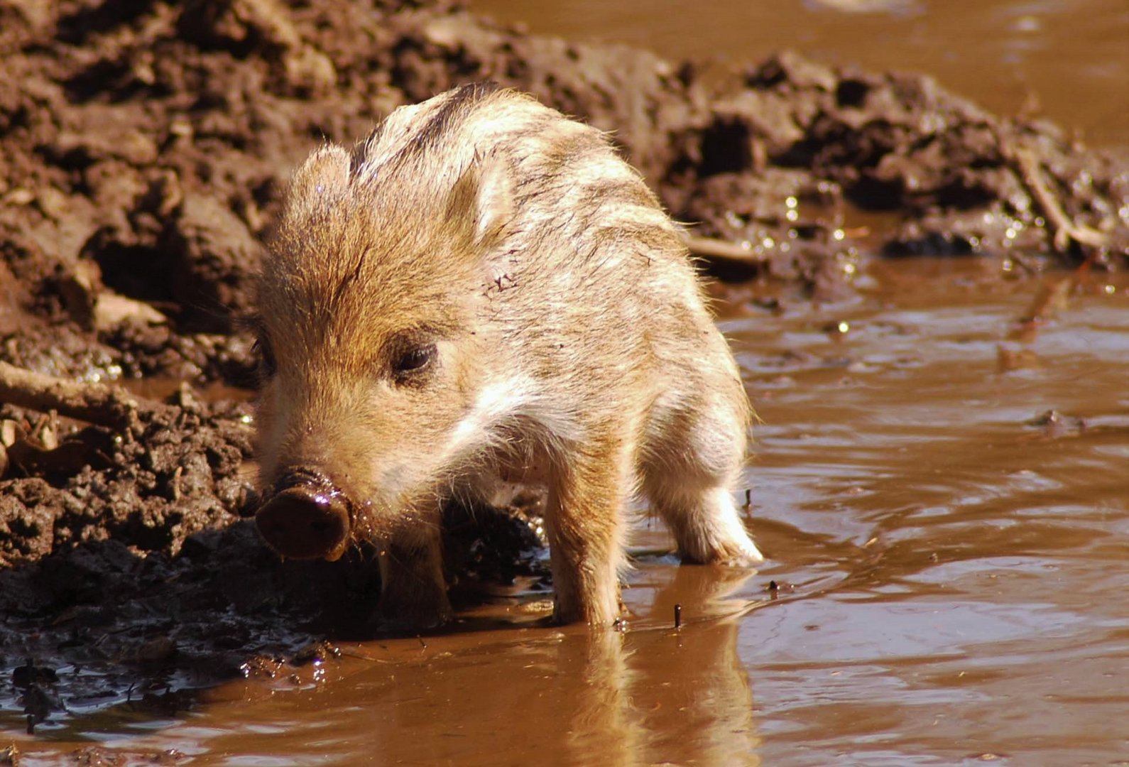 ... und noch ein Schwein