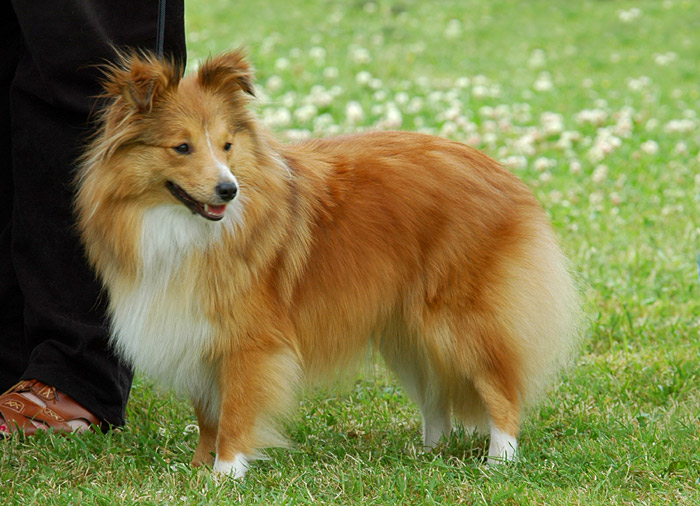 ...und noch ein Sheltie