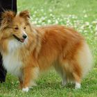 ...und noch ein Sheltie