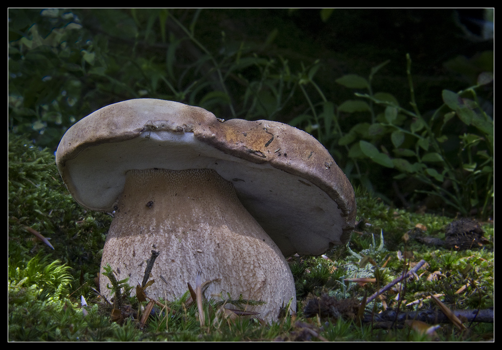 Und noch ein Sommer-Steinpilz