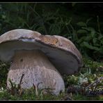 Und noch ein Sommer-Steinpilz