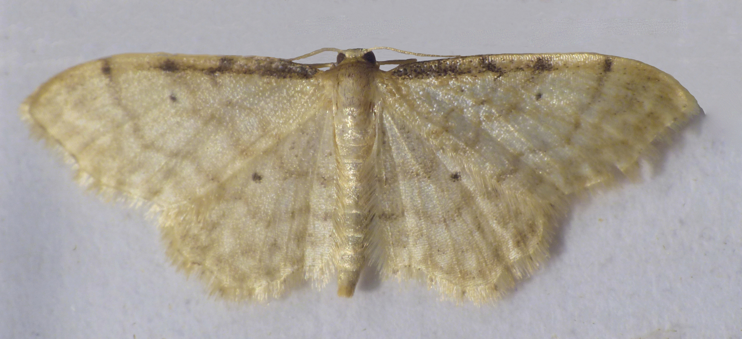 Und noch ein Spanner - Graurandiger Zwergspanner (Idaea fuscovenosa)