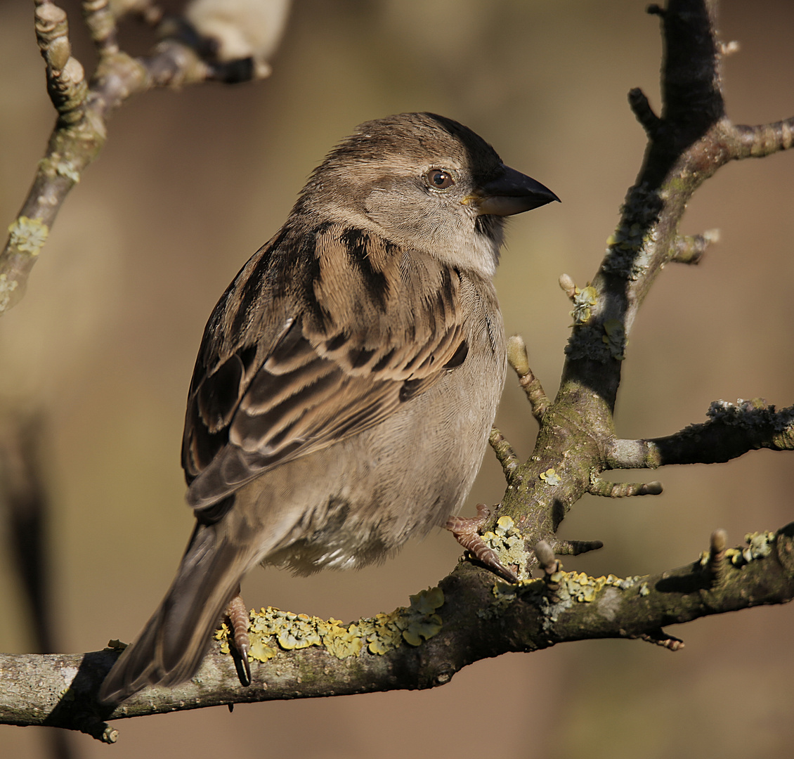 ...und noch ein Spatz :-)))