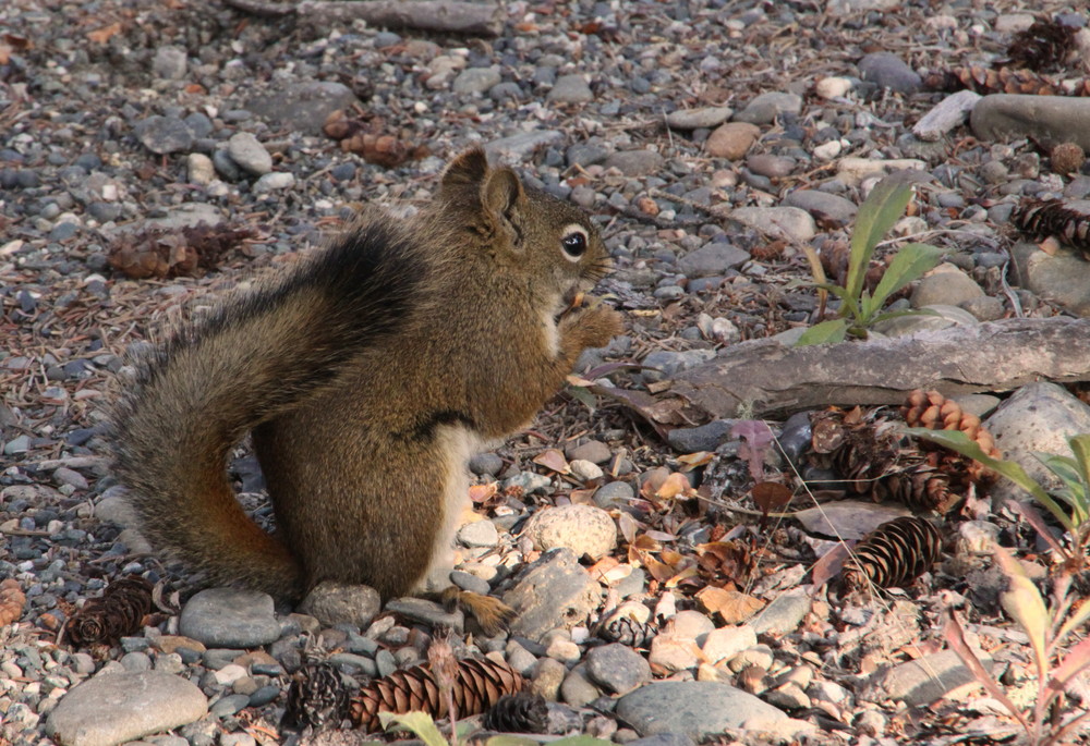 ..und noch ein Squirrel