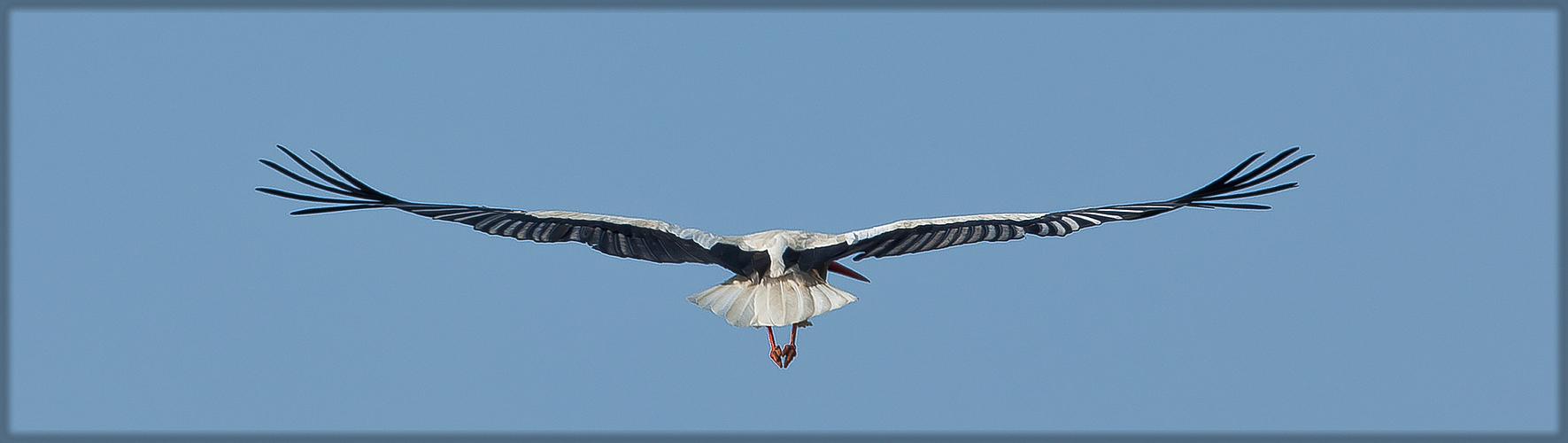 ...und noch ein Storch