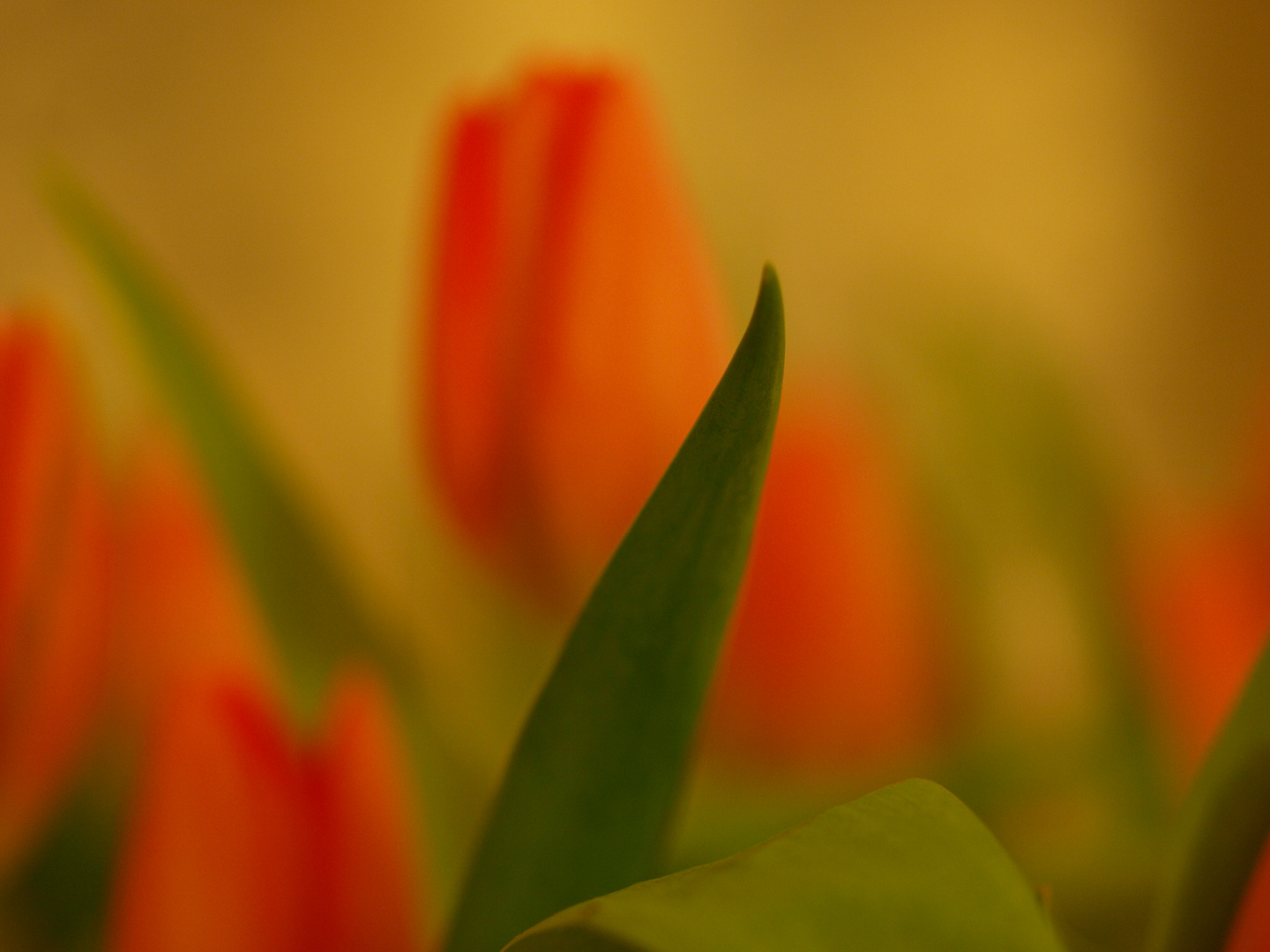 .. und noch ein Tulpenbild