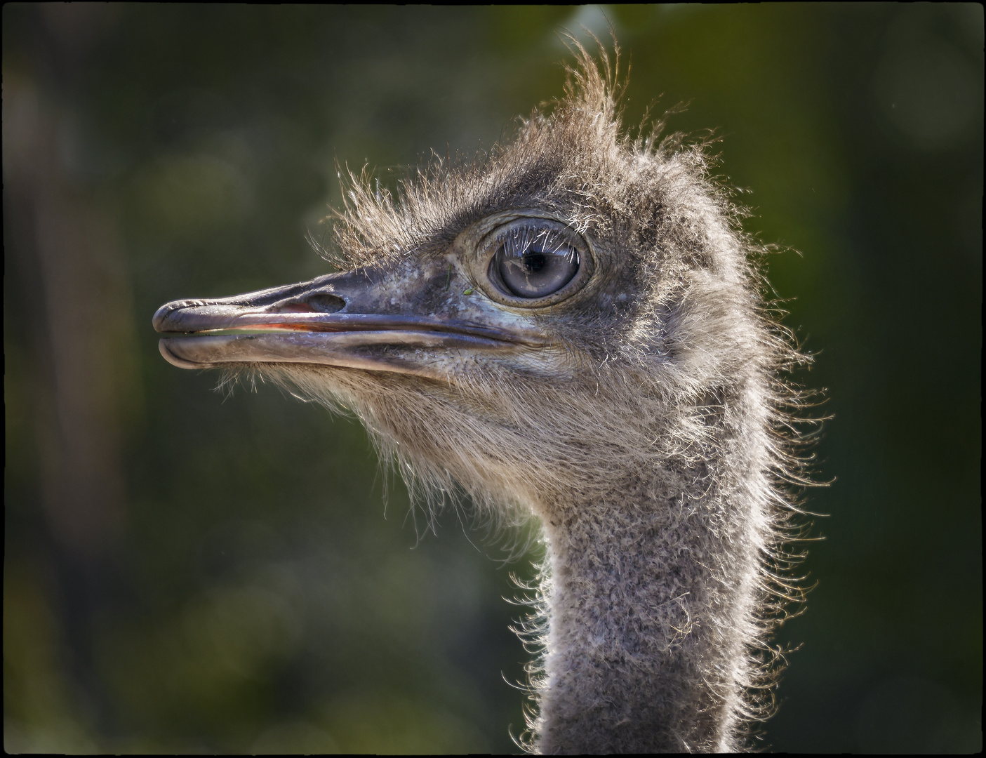 und noch ein Vogelstrauss im Gegenlicht ... ;o)