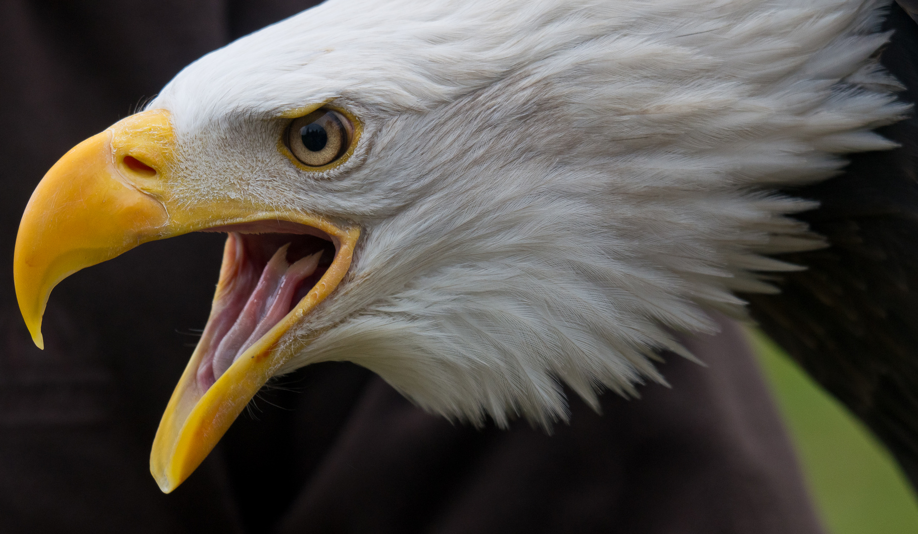 Und noch ein Weisskopfseeadler.....