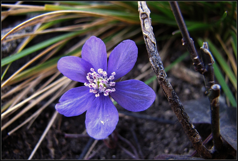 ...und noch ein Winterblümchen