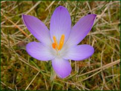 Und noch ein wunderschön blühender Krokus