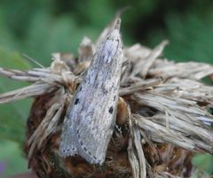 Und noch ein Zünsler - diesmal auf einer verwelkten Flockenblume