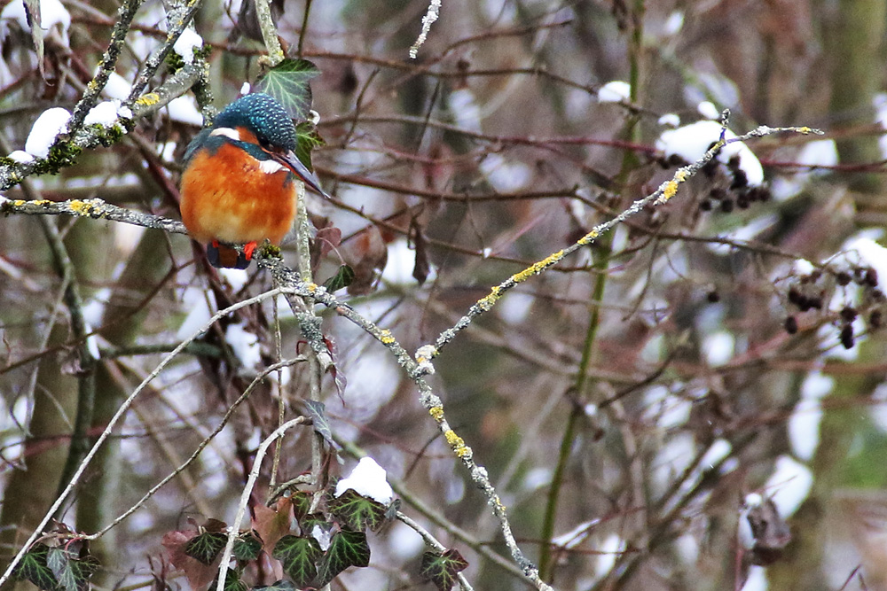 ...und noch eine Ansitz-Aufnahme vom Eisvogel