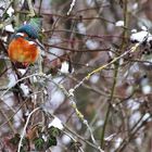 ...und noch eine Ansitz-Aufnahme vom Eisvogel