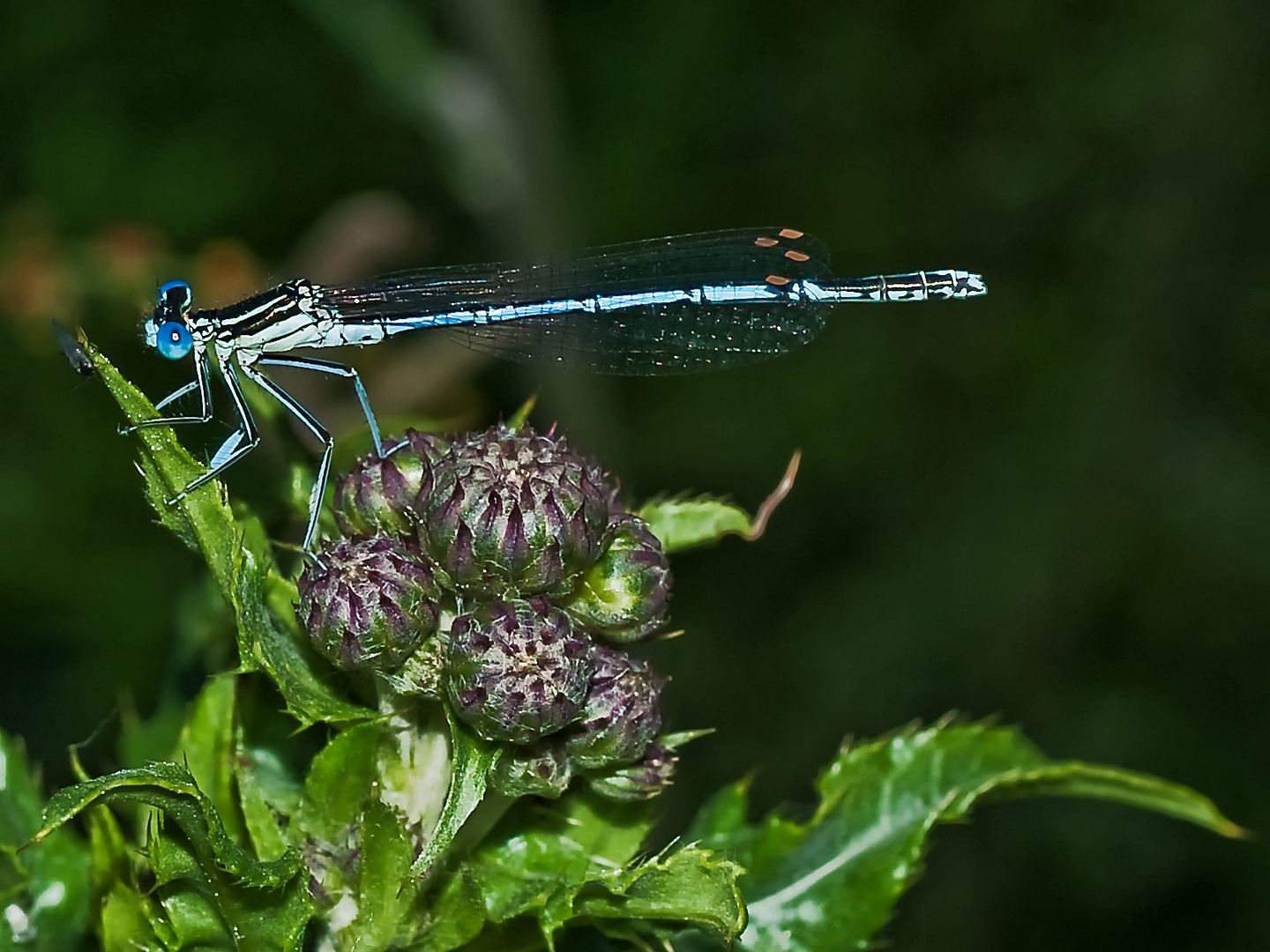 Und noch eine Blaue Federlibelle (Platycnemis pennipes) Männchen