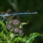 Und noch eine Blaue Federlibelle (Platycnemis pennipes) Männchen