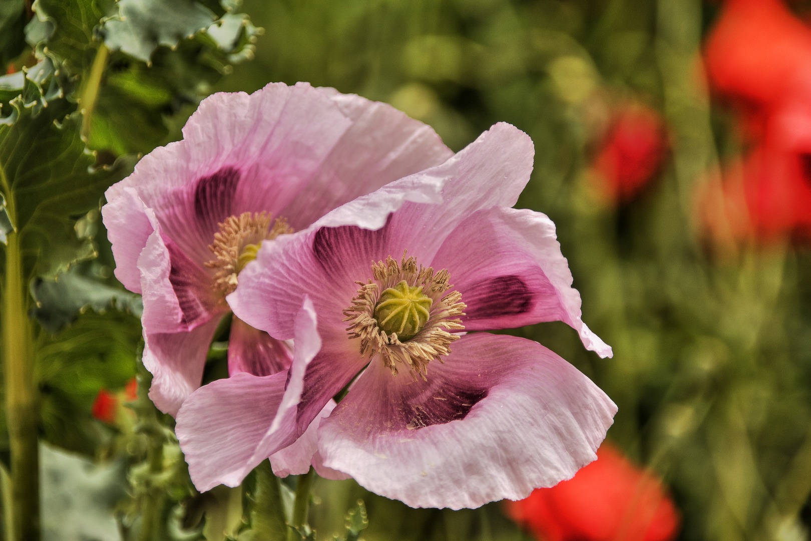 Und noch eine Blüte