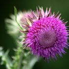 und noch eine Distel ...