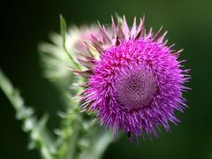 und noch eine Distel ...