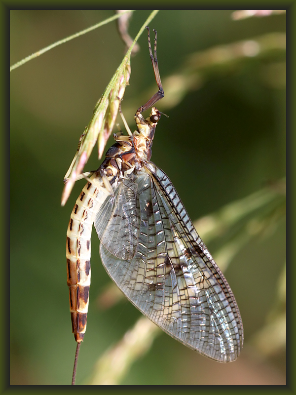 ...und noch eine Eintagsfliege