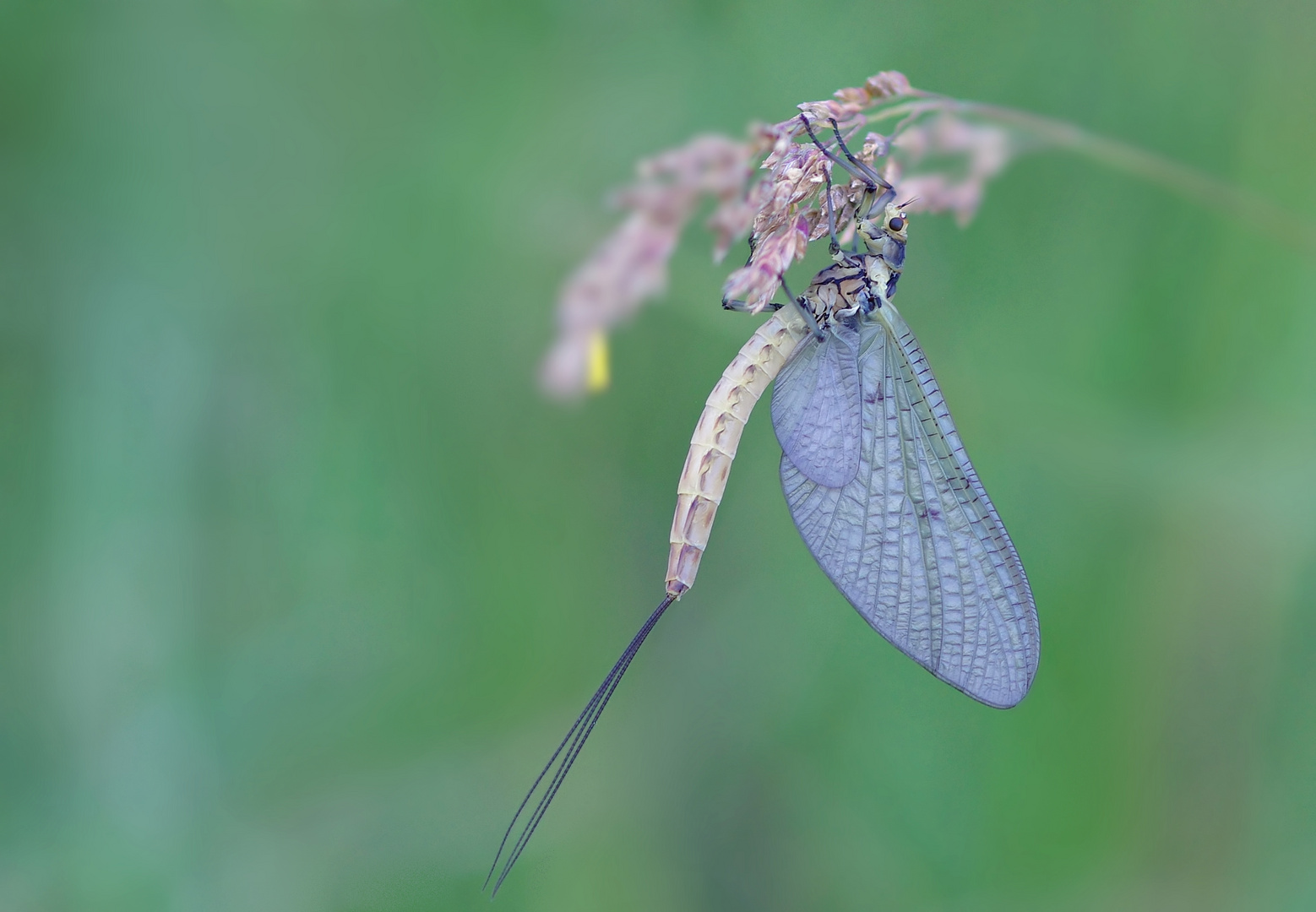 Und noch eine Eintagsfliege