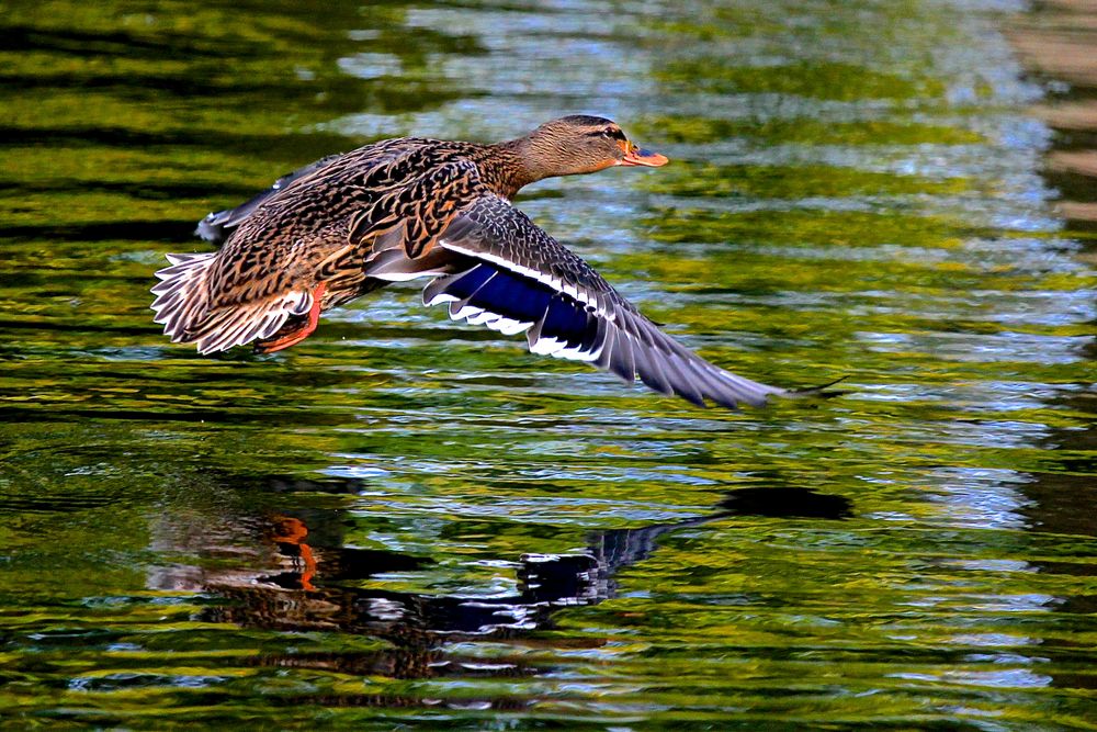 und noch eine Ente