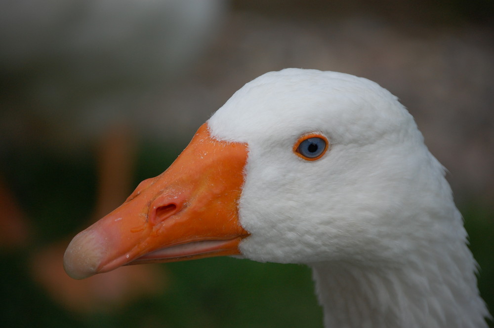 ...und noch eine ganz nahe Gans