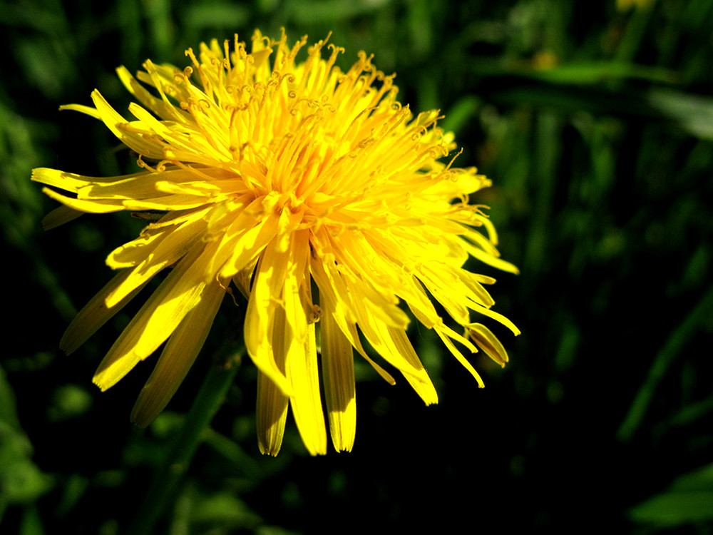 und noch eine gelbe Blüte