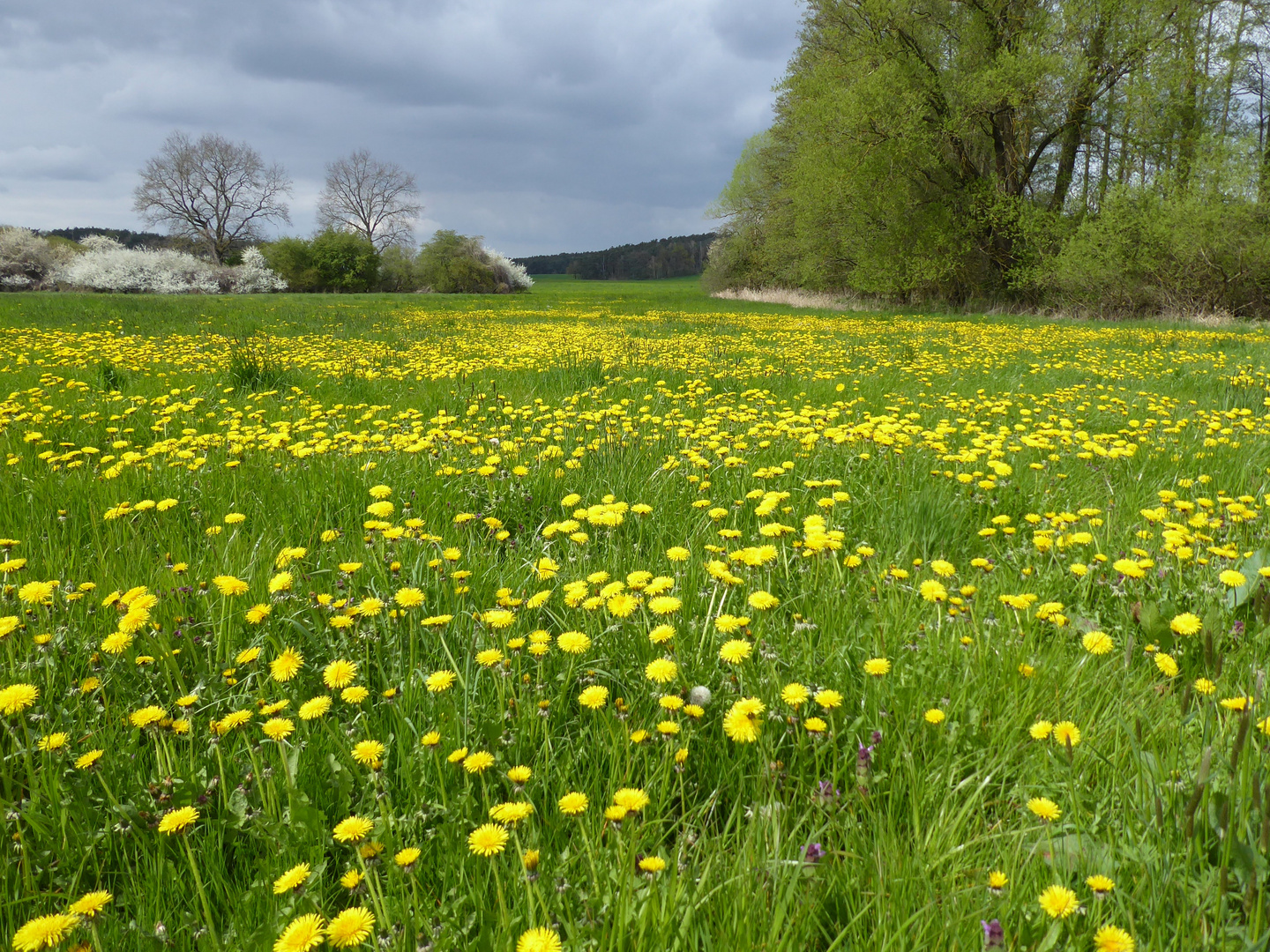 Und noch eine gelbe Wiese