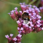 und noch eine Hummel 