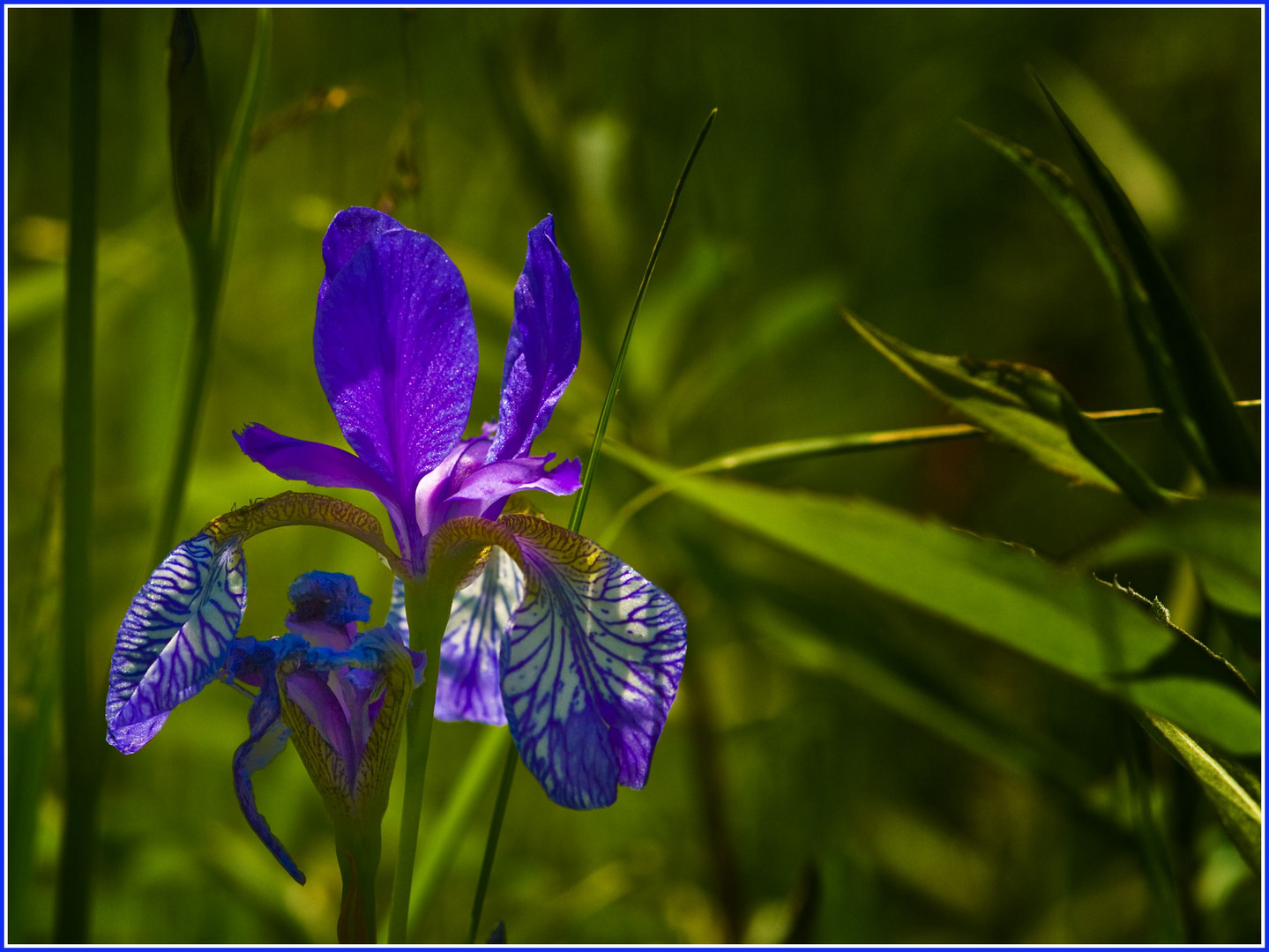 ... und noch eine Iris