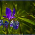 ... und noch eine Iris