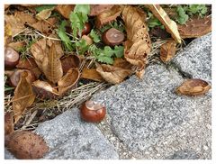 Und noch eine kastanie auch die wurde nicht arrangiert sondern so aufgenommen