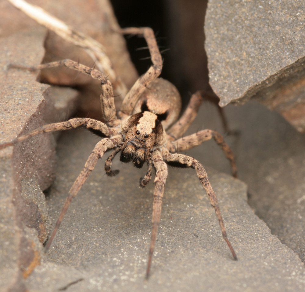 ....und noch eine kleine Spinne im Großformat