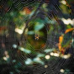 Und noch eine Kreuzspinne