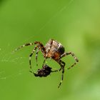 und noch eine Kreuzspinne bei der Mahlzeit