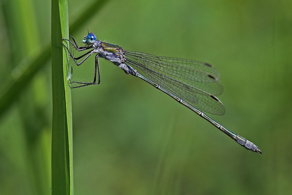 Und noch eine Libelle ...