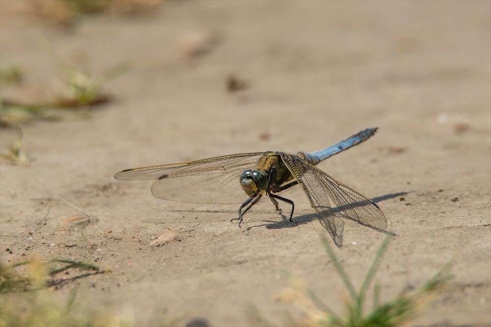 Und noch eine Libelle