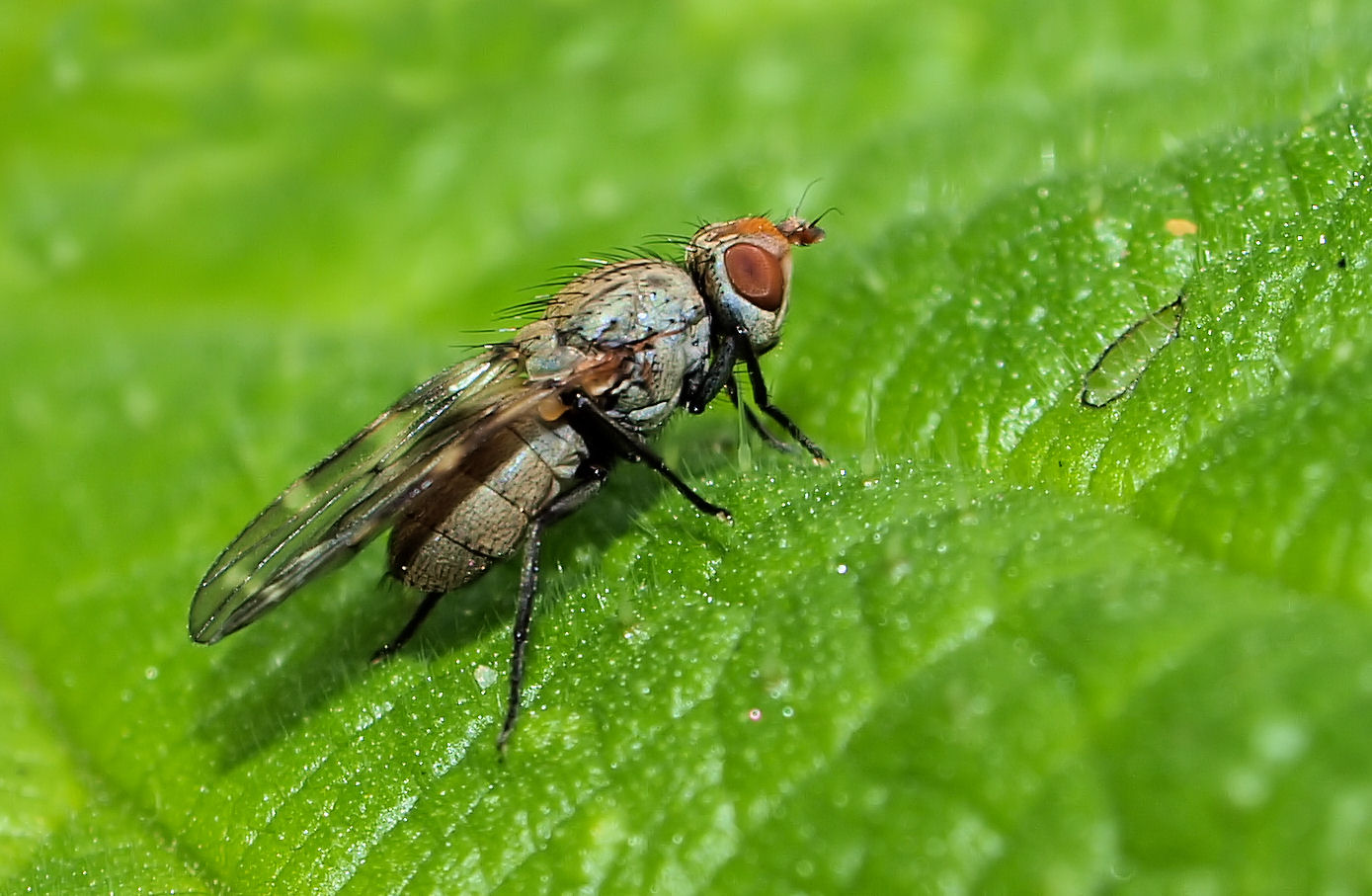 ....und noch eine merkwürdige Fliege mit gemusterten Flügeln ;)