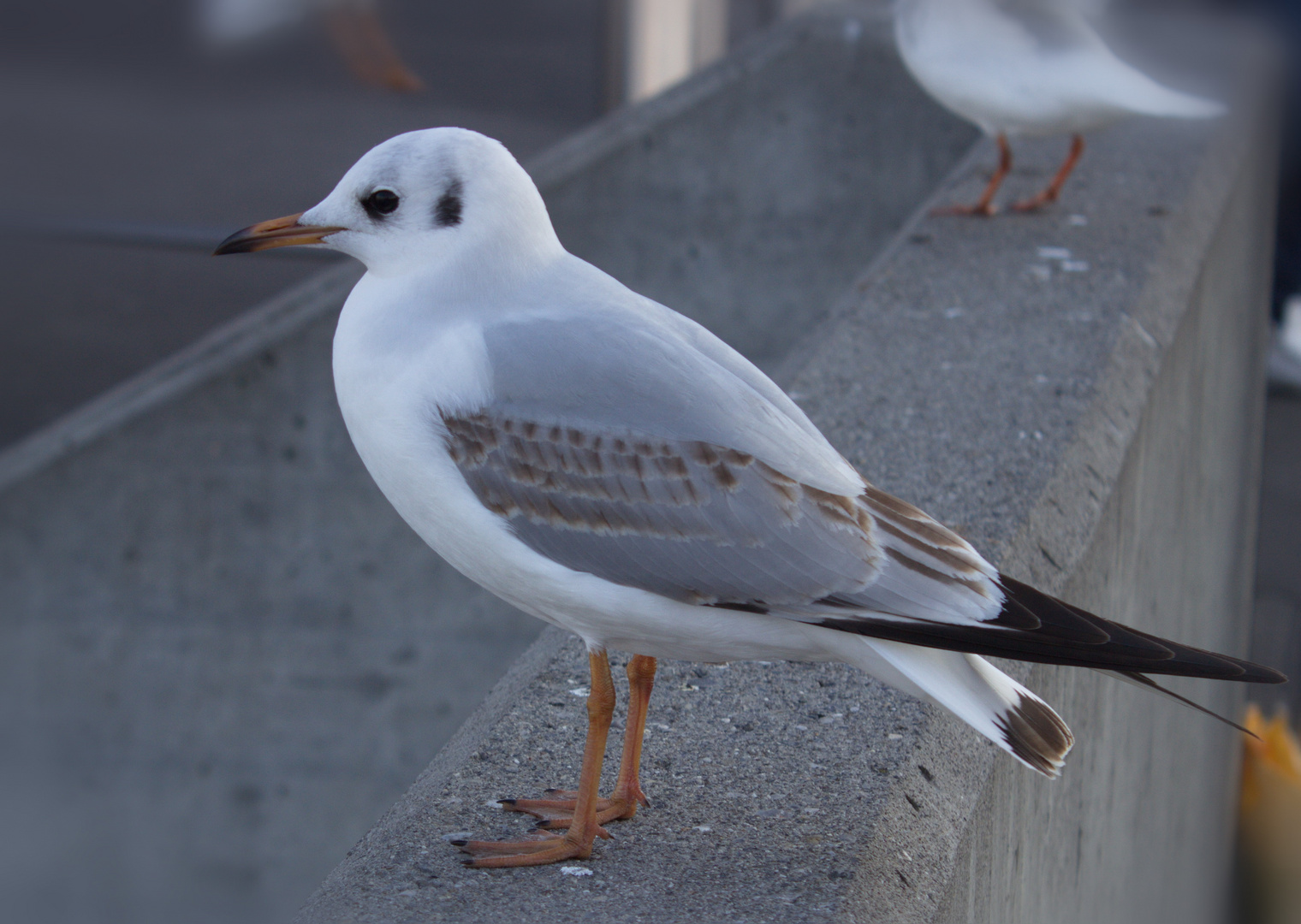 Und noch eine Möwe