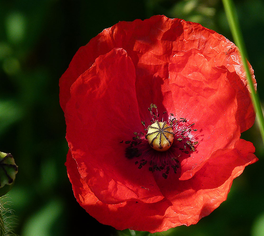 und noch eine Mohnblüte